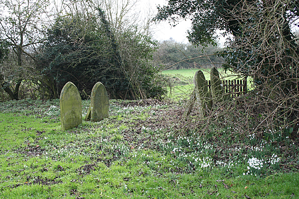 conservation snowdrops